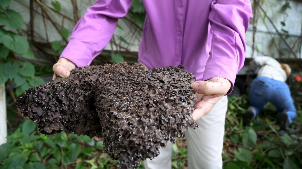 Ravenous Caribbean termite with pointy head!!!!! Blogs to keep