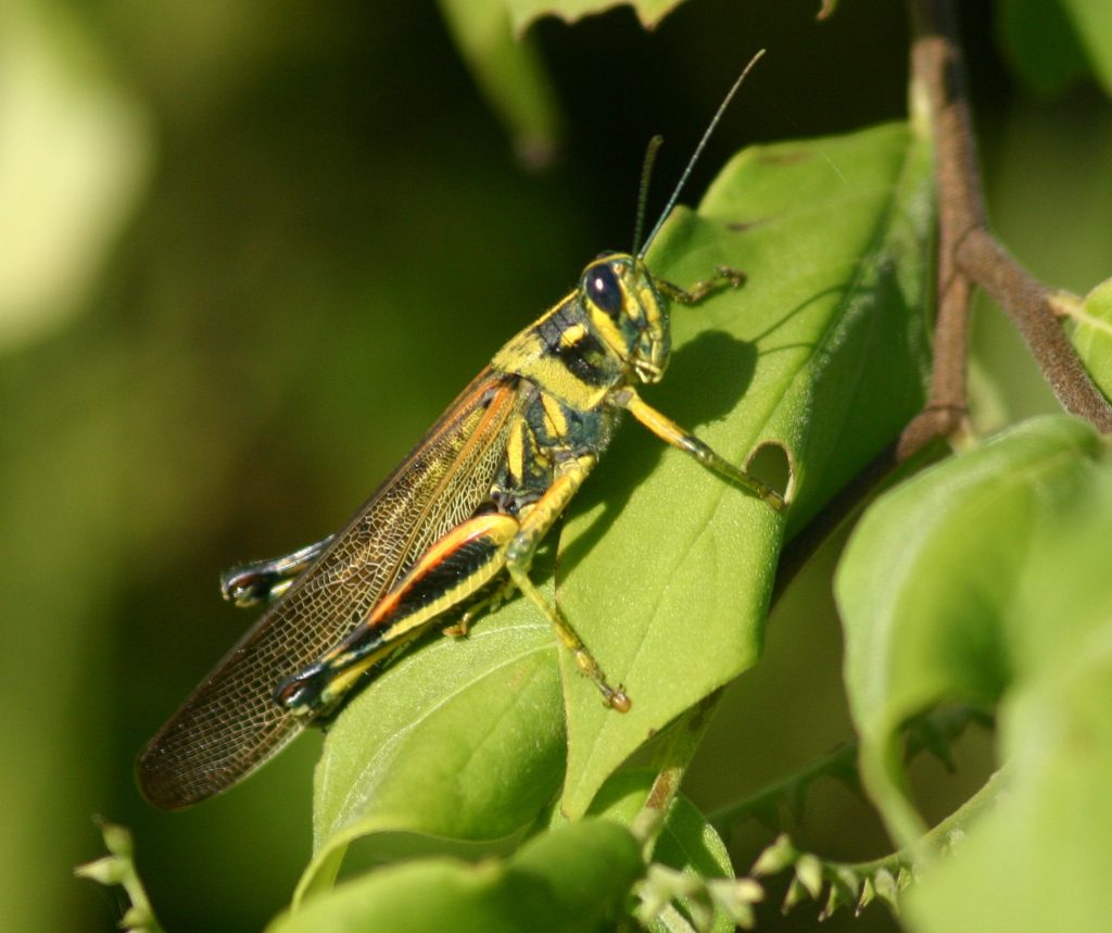 Combating the locusts invasion Blogs to keep termites and insects